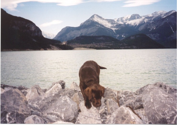Hugo - 15 weeks - Kananaskis 2.jpg